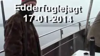 Edderfugle jagt i Lillebælt