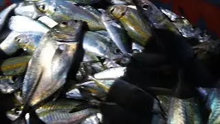 Daming huli mga ka bross bro. Sana suportahan nyo ako sa bawat video ko, god bless you always.