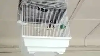 Щегол
