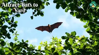 How to Attract Bats to Your Yard? How Can I Attract Bats to My Yard? How to Attract Bats to My Yard?