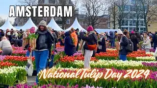 🌷200,000 TULIPS IN AMSTERDAM NATIONAL TULIP DAY 🇳🇱 | The start of Tulip season in the Netherlands