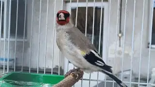 grey-headed goldfinch | Carduelis carduelis caniceps