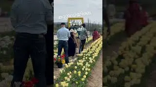 കനേഡിയൻ ടുലിപ് ഫാം പിക്നിക്