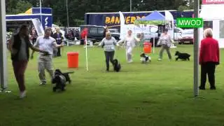 Cocker Spaniel wins at WIndsor Dog Show