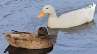 The Love Birds P4-Peko The Pekin And Malla The Khaki Campbell, A Duck Love Story!