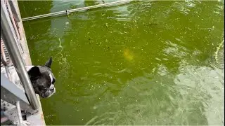 Черно белые бульдоги…