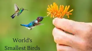 World's Smallest Birds- Smallest Bird on Earth