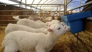 Million Dollars Lamb Farming Technology & Method - Cleaning, Shearing, Trimming Hooves Sheep Process