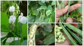 #frenchbeans #lobiabeans #HowtogrowandcareLobiabeans How to grow french Beans in pots and containers