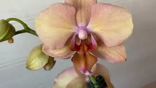 ОРХИДЕЯ АЛЯ-ЛЕГАТО /