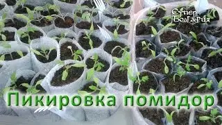 Пикировка помидор. Выращивание рассады. Природное земледелие