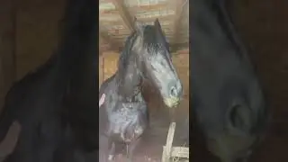 Свидание с лошадью #животные #юмор