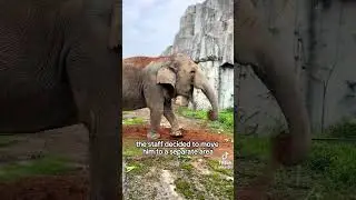 Animal preservation. 