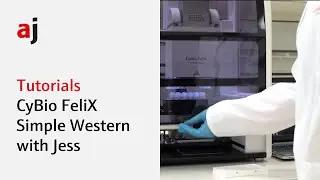 How CyBio FeliX makes Simple Western with Jess easier and faster than ever