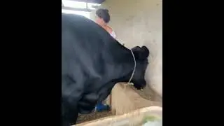 Girl and cows #shorts AnimalTube - World of animals
