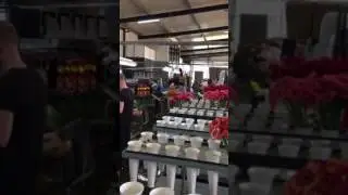 Упаковка герберы в голландии