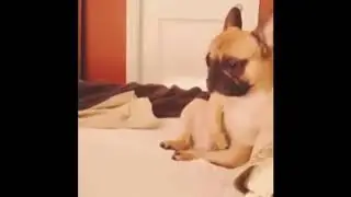 Смешное видео! Ржачный юмор!