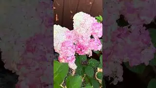 Гортензия для сада