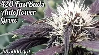 FASTBUDS AUTOFLOWER GROW, WEEK 4 FROM SEED, VIPARSPECTRA KS5000 LED GROW LIGHT