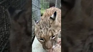 Dakotah Bobcat makes the funniest hungry nom noms