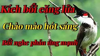 chào mào hót sáng | kích bổi căng lửa hót nhiều | luyện giọng chào mào bổi