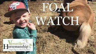 Watching For A Foal // Versatile Horsemanship