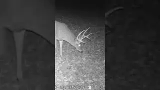 Who is ready for fall. I know I am can’t wait to be in a tree chasing these ghost again. #bigbuck