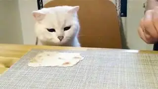 Котика обманули...