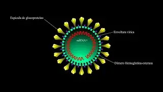 ¿Qué es el coronavirus?