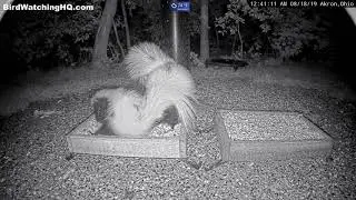 Sumo Wrestler Skunks at BWHQ