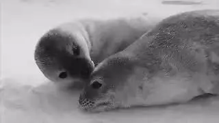 Seal says “ooh yea”