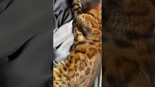Funny cat short #shorts #cat #кот #шортс #bengal