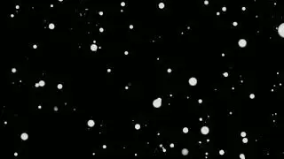 Graceful (02) Black Screen Overlay 4K Video | #blackscreenstatus