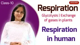 Respiration | Glycolysis | Exchange of gases in plants | Respiration in human | Mechanism of