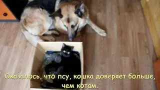 Как кошка с собакой.