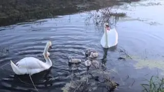 The Viera Swans