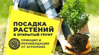 Посадка растений в открытый грунт