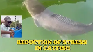 How To Reduce Stress In Catfish + Catfish Farming