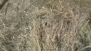 Анатолий Приставкин. Ночевала тучка золотая.Часть 2