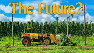 What's the future of British hops?
