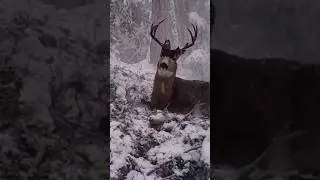 I’m Old Skinny And Busted Up #blacktaildeer #hunting #deer #blacktailbuck #bowhunt #bowhunting