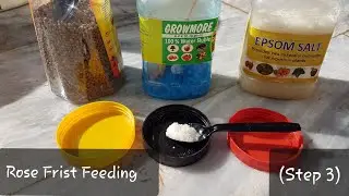 How to grow rose complete guide ( step 3 ) | Rose first feeding after pruning