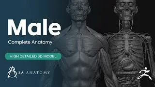 HD Realistic Complete Human 3D Anatomy Model 4K 360 WIP (ZBrush)