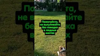 Амстафф Локи 3 года | Где Поводкок? | Стаффорд | Amstaff Loki