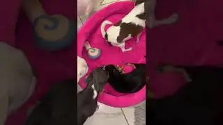 Феюшка опекает.
