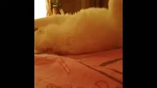My cat Junior 😻😻😻😻