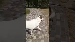 Алабай Булат на утренних процедурах