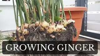 Growing Ginger from store bought in container.
