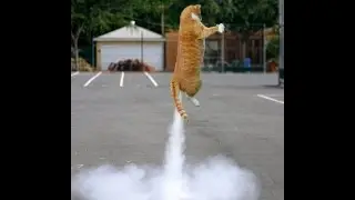 Игры Котика! Game kitty