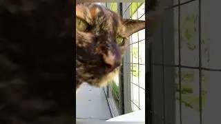 #cat на водопой пришла #animals